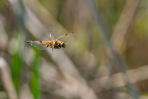 libellula quadrimaculata la libellule a 4 taches libellula quadrimaculata la libellule a 4 taches