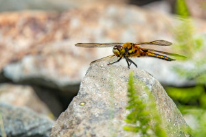 libellula quadrimaculata la libellule a 4 taches libellula quadrimaculata la libellule a 4 taches