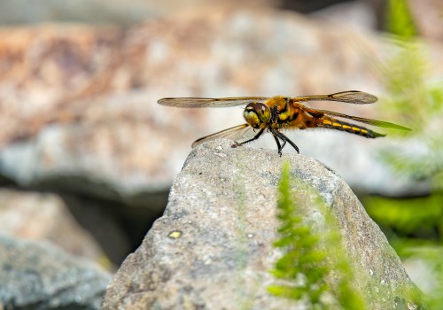 libellula quadrimaculata  la libellule a 4 taches 