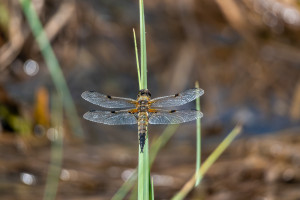 libellula quadrimaculata la libellule a 4 taches 8 libellula quadrimaculata la libellule a 4 taches 8
