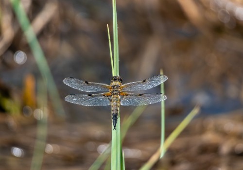 libellula quadrimaculata  la libellule a 4 taches  8
