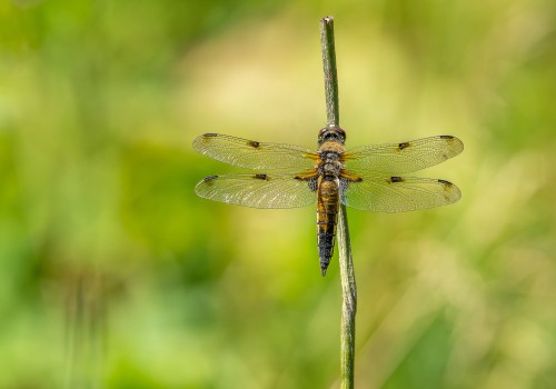 libellula quadrimaculata  la libellule a 4 taches 