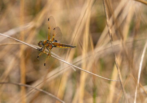 libellula quadrimaculata  la libellule a 4 taches  male