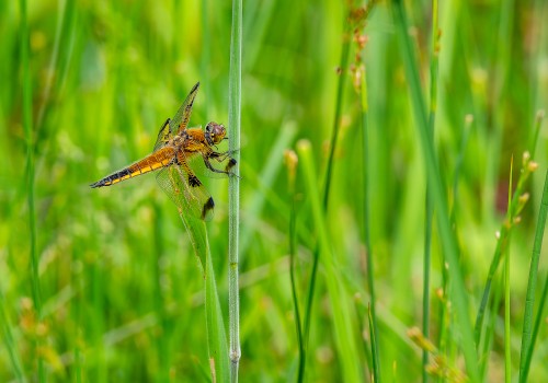 libellula quadrimaculata forme praenubila