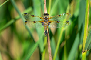 libellula quadrimaculata forme praenubila libellula quadrimaculata forme praenubila