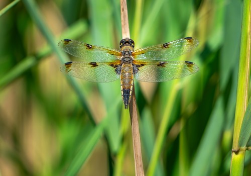 libellula quadrimaculata forme praenubila