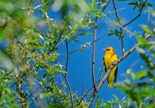 oriolus oriolus  loriot d europe  male