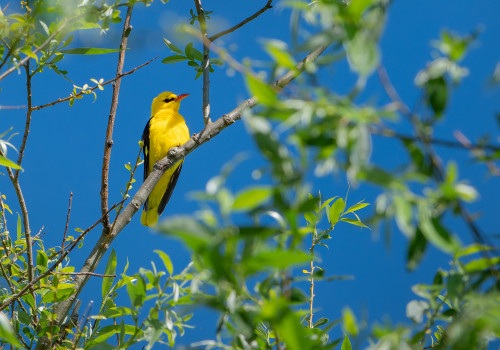 oriolus oriolus  loriot d europe  male