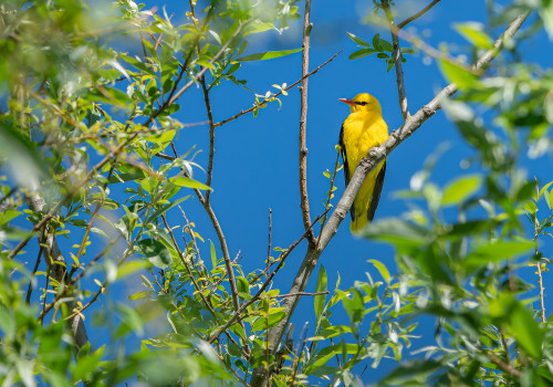 oriolus oriolus  loriot d europe  male