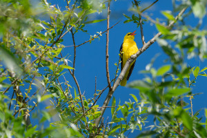 oriolus oriolus loriot d europe male oriolus oriolus loriot d europe male