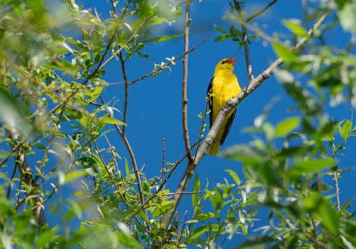 oriolus oriolus  loriot d europe  male