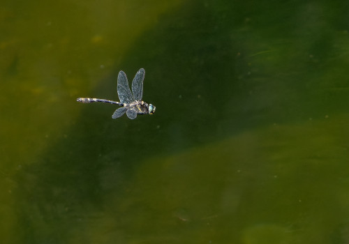 macromia splendens cordulie splendide male 10 macromia splendens cordulie splendide male 10