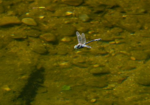 macromia splendens cordulie splendide male 10 macromia splendens cordulie splendide male 10