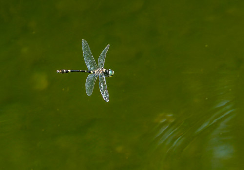 macromia splendens cordulie splendide male macromia splendens cordulie splendide male