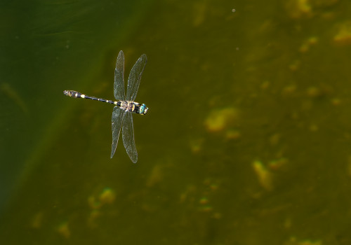 macromia splendens cordulie splendide male macromia splendens cordulie splendide male