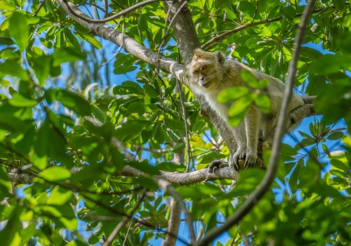 macaque