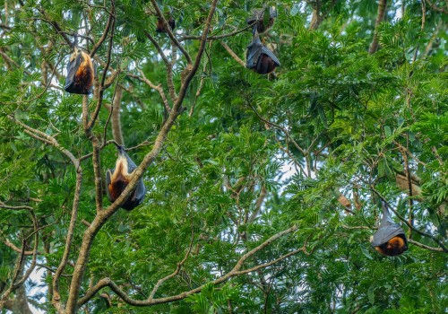 pteropus niger  roussette de maurice  10