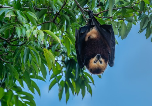 pteropus niger  roussette de maurice 