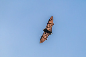 pteropus niger roussette de maurice pteropus niger roussette de maurice