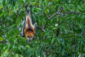 pteropus niger roussette de maurice pteropus niger roussette de maurice
