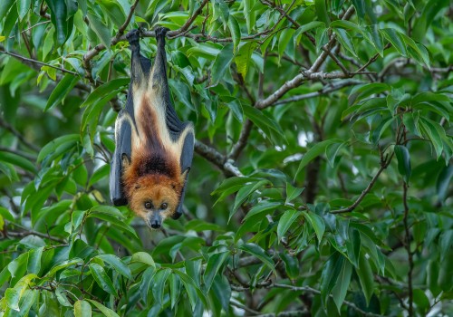 pteropus niger  roussette de maurice 