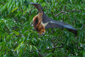 pteropus niger roussette de maurice pteropus niger roussette de maurice