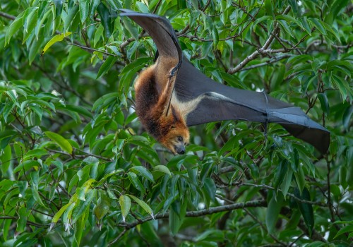 pteropus niger  roussette de maurice 