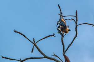 pteropus niger roussette de maurice pteropus niger roussette de maurice