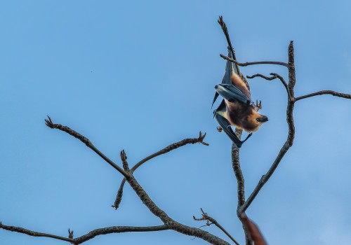 pteropus niger  roussette de maurice 