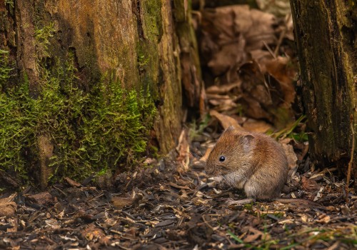 myodes glareolus  campagnol roussatre 