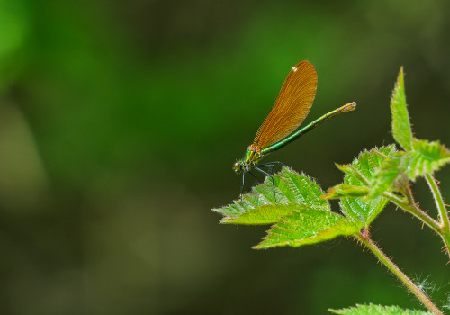 calopteryx virgo subsp. virgo le calopteryx vierge femelle calopteryx virgo subsp. virgo le calopteryx vierge femelle