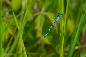 coenagrion mercuriale l agrion de mercure male coenagrion mercuriale l agrion de mercure male
