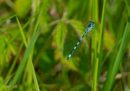 coenagrion mercuriale l agrion de mercure male coenagrion mercuriale l agrion de mercure male
