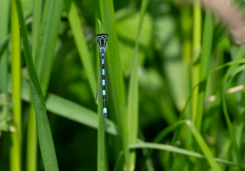 coenagrion mercuriale l agrion de mercure male coenagrion mercuriale l agrion de mercure male