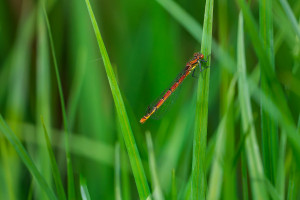pyrrhosoma nymphula la petite nymphe au corps de feu femelle pyrrhosoma nymphula la petite nymphe au corps de feu femelle