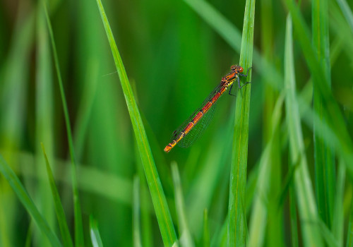 pyrrhosoma nymphula la petite nymphe au corps de feu femelle pyrrhosoma nymphula la petite nymphe au corps de feu femelle