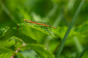 pyrrhosoma nymphula la petite nymphe au corps de feu male pyrrhosoma nymphula la petite nymphe au corps de feu male