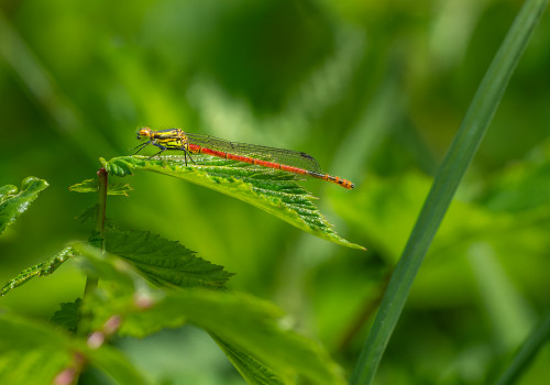 pyrrhosoma nymphula la petite nymphe au corps de feu male pyrrhosoma nymphula la petite nymphe au corps de feu male