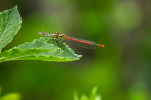 pyrrhosoma nymphula la petite nymphe au corps de feu male pyrrhosoma nymphula la petite nymphe au corps de feu male