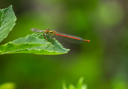 pyrrhosoma nymphula la petite nymphe au corps de feu male pyrrhosoma nymphula la petite nymphe au corps de feu male