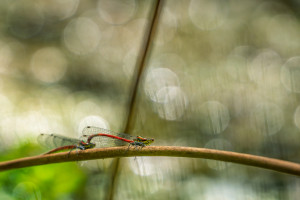 pyrrhosoma nymphula la petite nymphe au corps de feu tandem pyrrhosoma nymphula la petite nymphe au corps de feu tandem