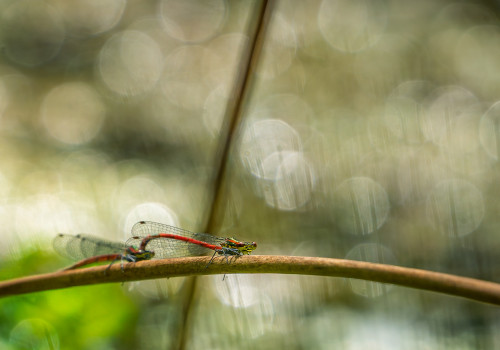 pyrrhosoma nymphula la petite nymphe au corps de feu tandem pyrrhosoma nymphula la petite nymphe au corps de feu tandem
