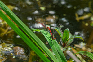 pyrrhosoma nymphula la petite nymphe au corps de feu tandem pyrrhosoma nymphula la petite nymphe au corps de feu tandem