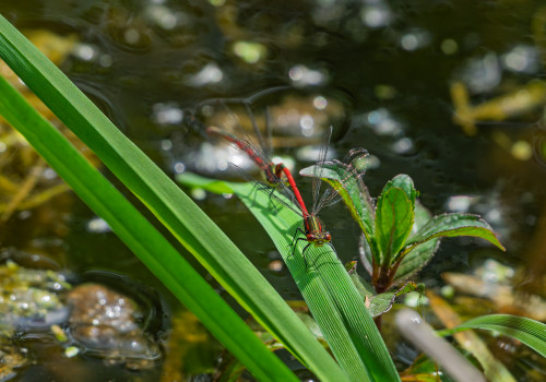 pyrrhosoma nymphula la petite nymphe au corps de feu tandem pyrrhosoma nymphula la petite nymphe au corps de feu tandem