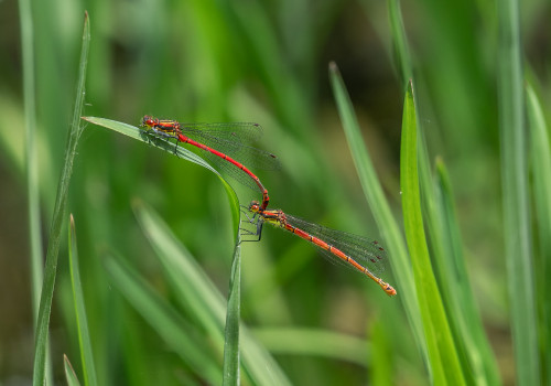 pyrrhosoma nymphula la petite nymphe au corps de feu tandem pyrrhosoma nymphula la petite nymphe au corps de feu tandem