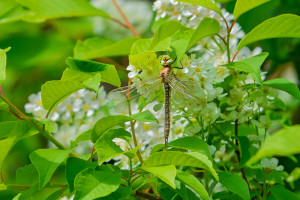 brachytron pratense aeschne printaniere femelle brachytron pratense aeschne printaniere femelle