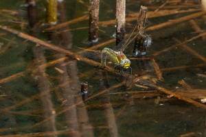 brachytron pratense aeschne printaniere femelle brachytron pratense aeschne printaniere femelle