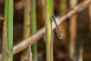 ischnura elegans l agrion elegant male ischnura elegans l agrion elegant male
