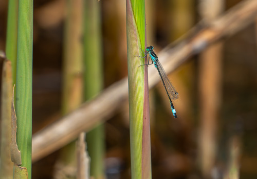 ischnura elegans  l agrion elegant  male