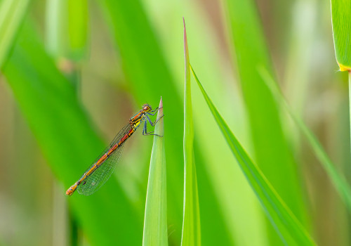 pyrrhosoma nymphula  la petite nymphe au corps de feu  femelle